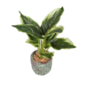 VASO DECORATION